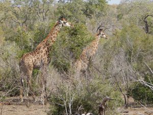 Picture of two Giraffes